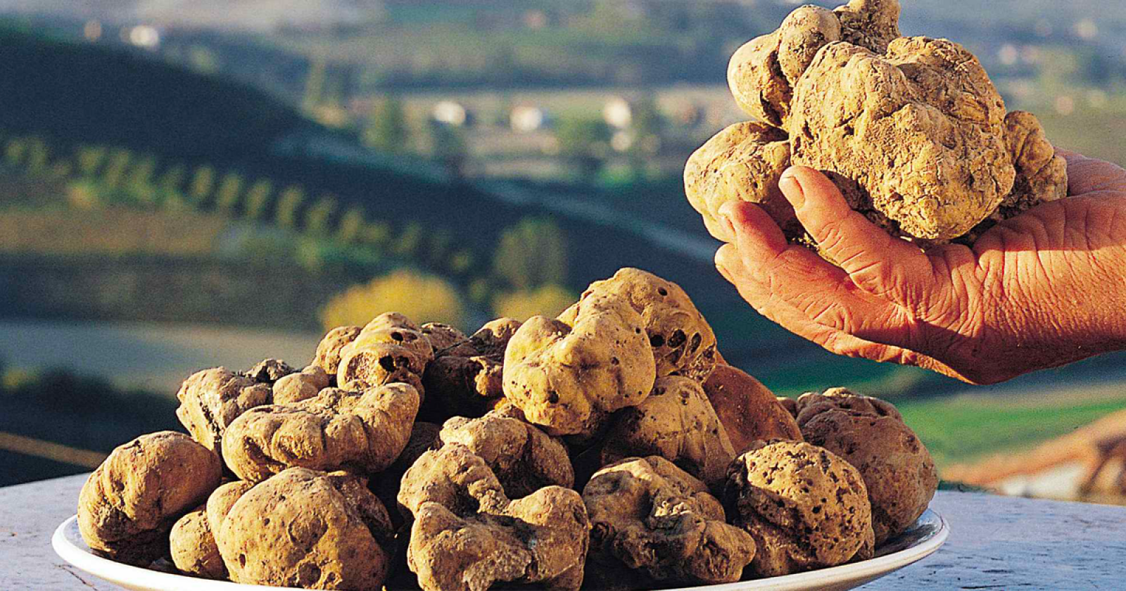Il Tartufo nel Piatto: Un Tesoro Molisano alla Ribalta