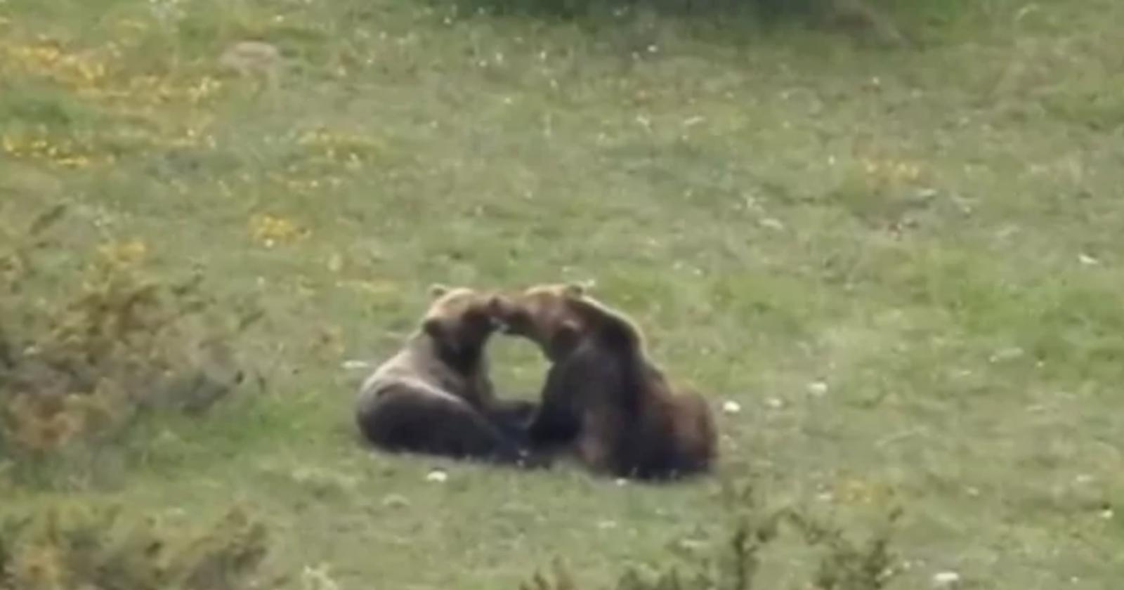 Troppi curiosi a filmare gli orsi in amore: il Parco Nazionale d'Abruzzo corre ai ripari