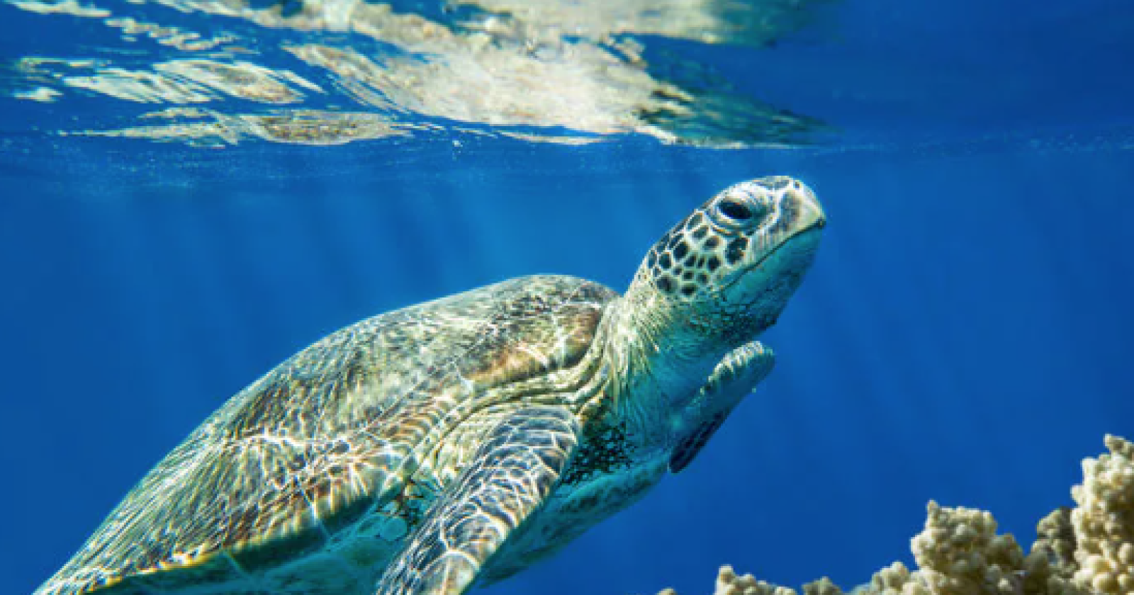 Una tartaruga chiamata Gisa: la storia di un salvataggio che ispira la tutela della biodiversità marina