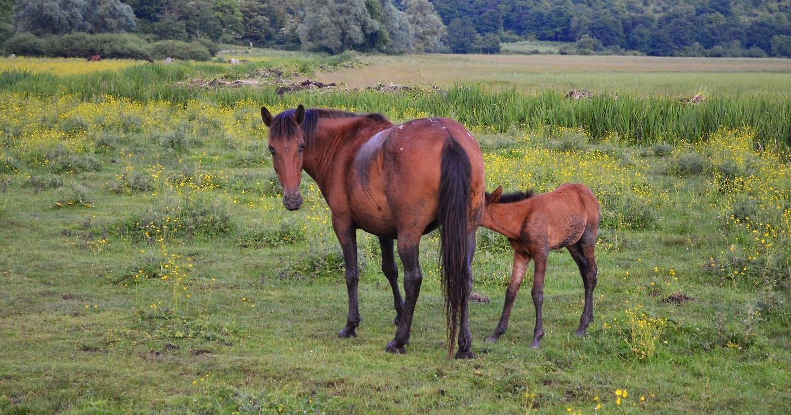 Il cavallo cavallo Pentro rischia l'estinzione per la cattiva gestione degli allevatori e Coldiretti dà la colpa ai lupi