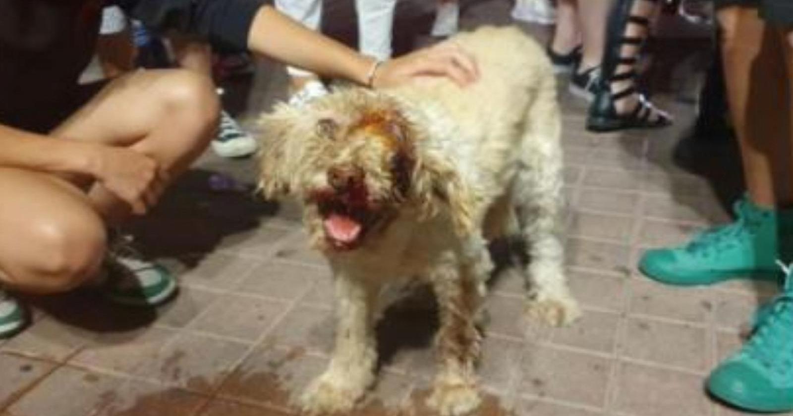 Baston&ograve; brutalmente la cagnolina a Campobasso, a processo il bestiale proprietario