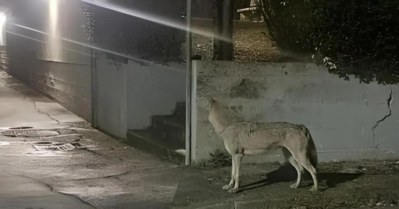 lupi a ridosso delle case a rio vivo: l&rsquo;allarme dopo il cane sbranato e la sfida della convivenza