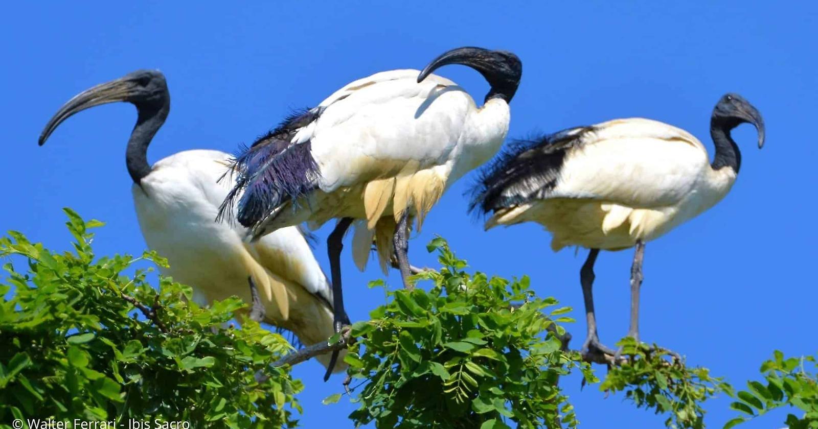In Molise ci sono gli alieni: sono gli ibis sacro che mangiano gli uccellini e distruggono l'ecosistema