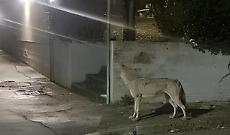 Lupi a ridosso delle case a Rio Vivo: l&rsquo;allarme a Termoli dopo il cane sbranato e la sfida della convivenza