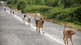 Cani randagi, è emergenza a Sessano del Molise