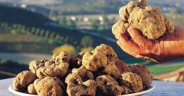 All'alberghiero di Termoli il tartufo è servito