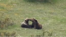 Troppi spioni  degli orsi in amore: il Parco Nazionale d'Abruzzo e Molise corre ai ripari