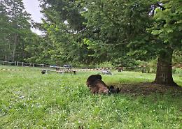 È mistero sull'orso marsicano trovato morto nel Parco Nazionale d'Abruzzo e Molise
