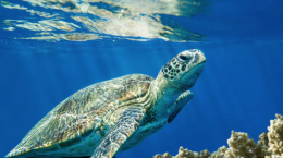 Una tartaruga chiamata Gisa: storia della Caretta caretta salvata da "Ambiente Basso Molise"