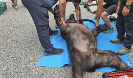 È morto l'orso marsicano investito in Abruzzo da un pirata della strada