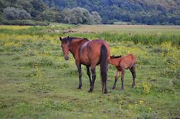 Il cavallo cavallo Pentro rischia l'estinzione per la cattiva gestione degli allevatori e Coldiretti dà la colpa ai lupi