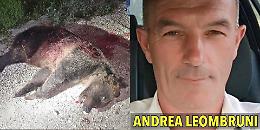 Inizia il processo a Andrea Leombruni, il cacciatore che in Abruzzo assassinò orsa Amarena