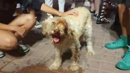 Baston&ograve; brutalmente la cagnolina a Campobasso, a processo il bestiale proprietario