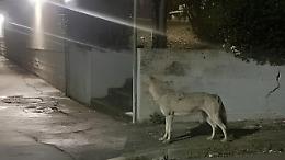 Lupi a ridosso delle case a Rio Vivo: l&rsquo;allarme a Termoli dopo il cane sbranato e la sfida della convivenza