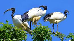 In Molise ci sono gli alieni: sono gli ibis sacro che mangiano gli uccellini e distruggono l'ecosistema