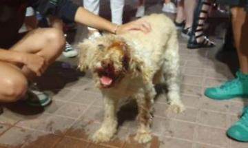 Baston&ograve; brutalmente la cagnolina a Campobasso, a processo il bestiale proprietario