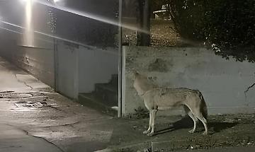 Lupi a ridosso delle case a Rio Vivo: l&rsquo;allarme a Termoli dopo il cane sbranato e la sfida della convivenza