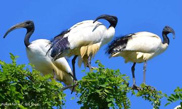 In Molise ci sono gli alieni: sono gli ibis sacro che mangiano gli uccellini e distruggono l'ecosistema