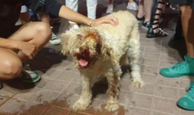 Baston&ograve; brutalmente la cagnolina a Campobasso, a processo il bestiale proprietario