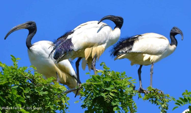 In Molise ci sono gli alieni: sono gli ibis sacro che mangiano gli uccellini e distruggono l'ecosistema